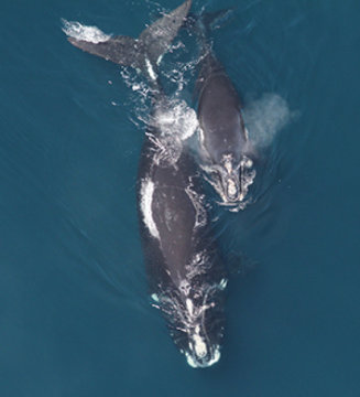 Whales 1.jpg
